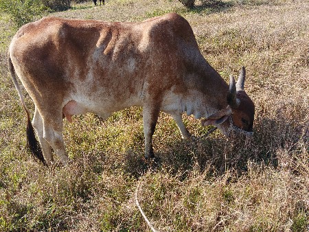 2 ગાય વૈચવાની છે