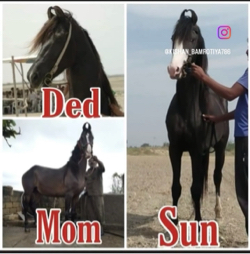 ઘોડો વેચવા નો સે
