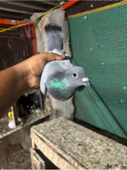 Kabootar