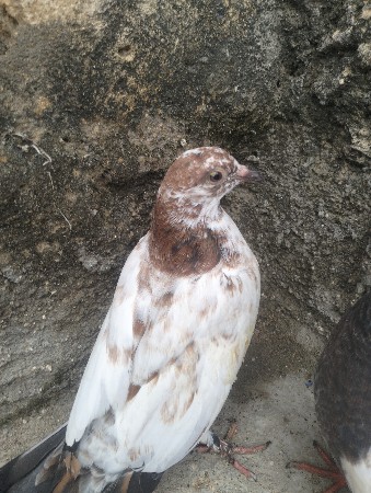 3 કબૂતર વેચવાના છે