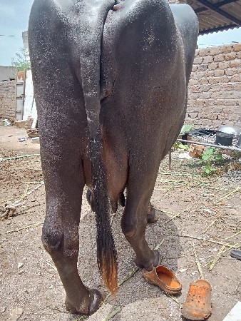 ભેંસ વેચવાની છે