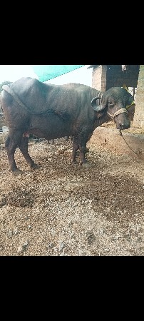 ભેંસ વેચવાની છે