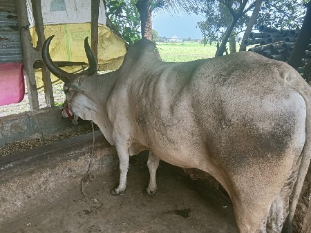 બળદ3....વેચવાનો.છે