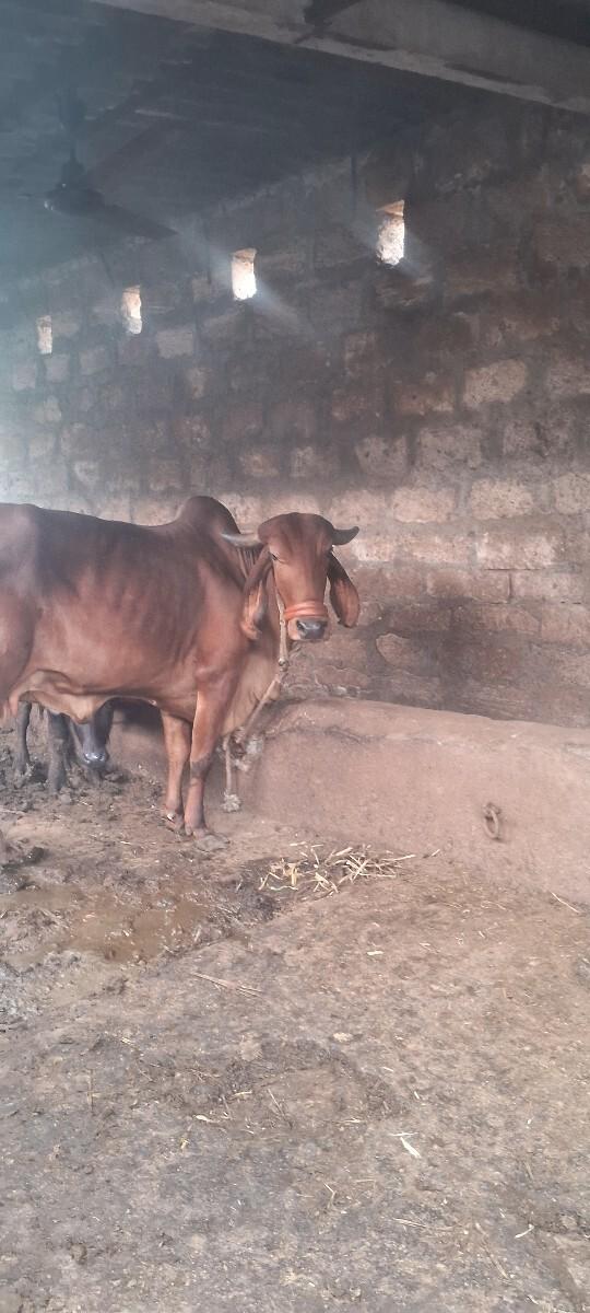 આ ગાય વેચવાની છે