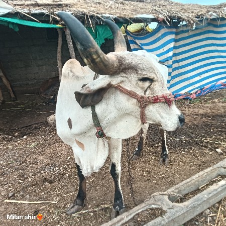 ગાય વેચવા ની છે 3 જુ વેતર