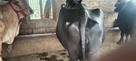 દસ દિવસની કાચી ભેંસ વેચવાની છે