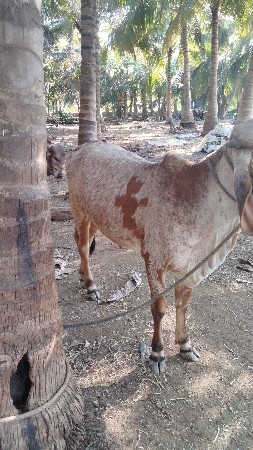 ગાય વેચવા ની છે
