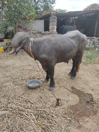 પાડો વેચવાનો છે