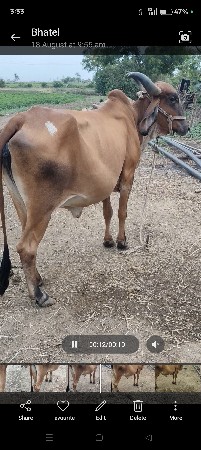 ગાય વેચવાનિછે