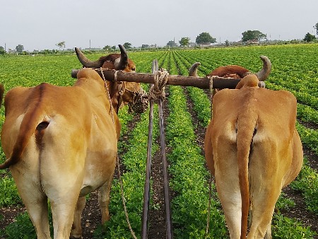 વેચવા ના છે