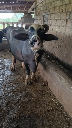 વિયાણલ 25 દીન