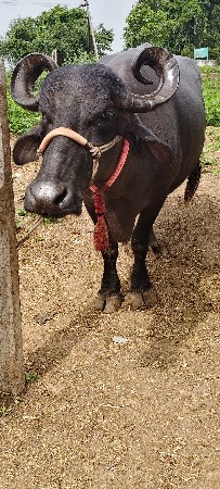 ભેંશ વેશ વાની છે