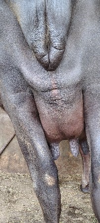 bhesh vechva ni che