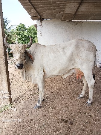 ગાય વેચવાની