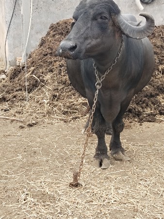 ભેંશ