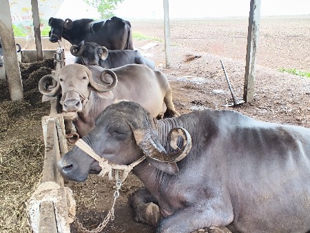 12 ભેશુ વેચવા ની છે