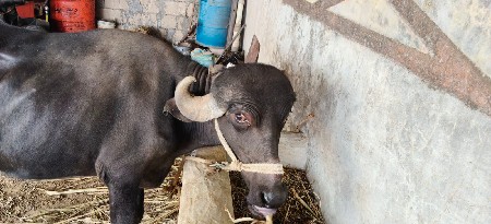 ખડેલી વેચવા ની છે 4 વર્ષ ની છે .