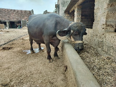ભેંસ વેચવાની છે