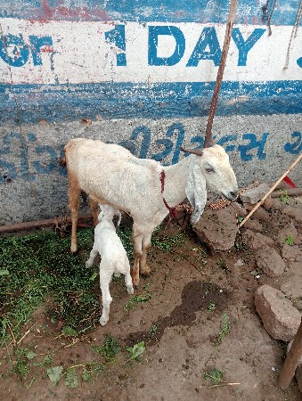 બકરી