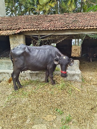 ભેંસ વેચવાની છે