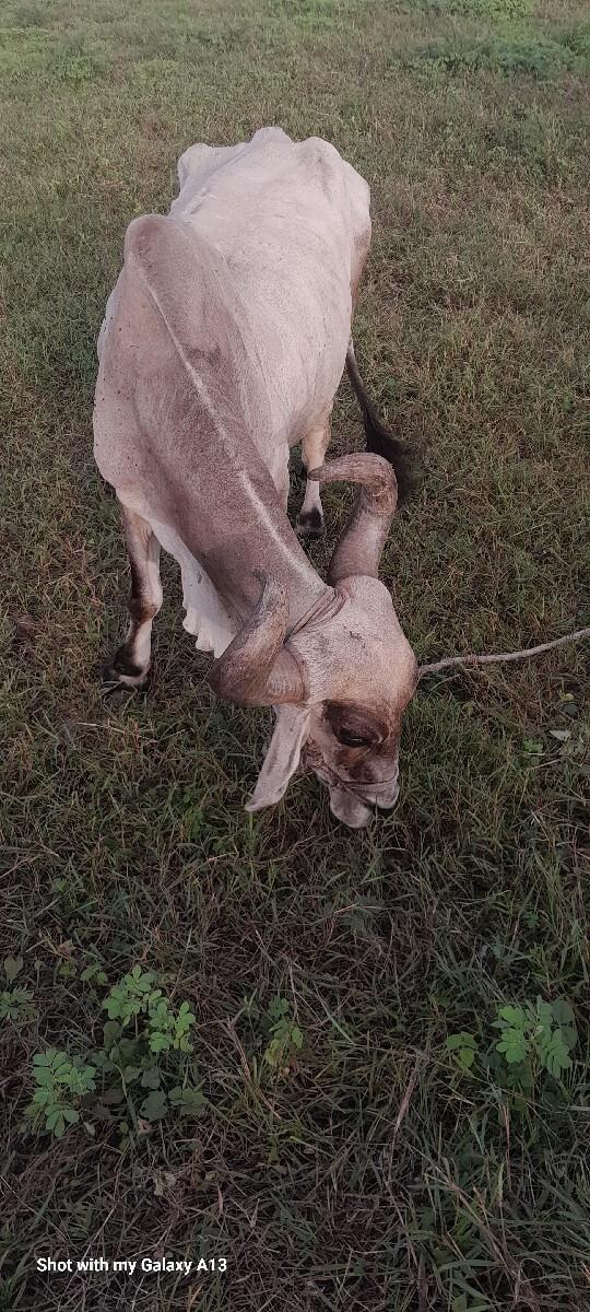 બરધ વેચવાનો છે