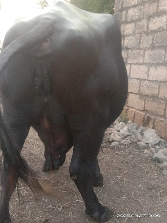 ભેંસ