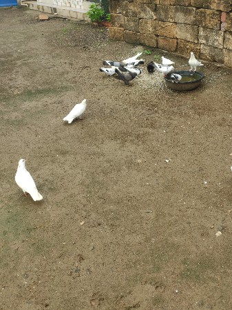 કબૂતર વેચવાના છે