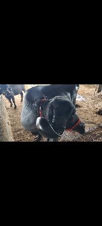 ટોપલી જાફરાબાદી ભેંસ વેચવાની