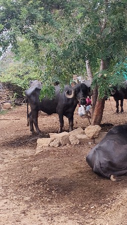 ખડેલા