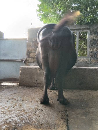 ભેંસ વેચવાની છે.