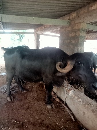 કિંમત: ૧૮૫૦૦૦