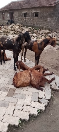 માળીયાહાટીના કાળા ત્રણ બોકડા છે