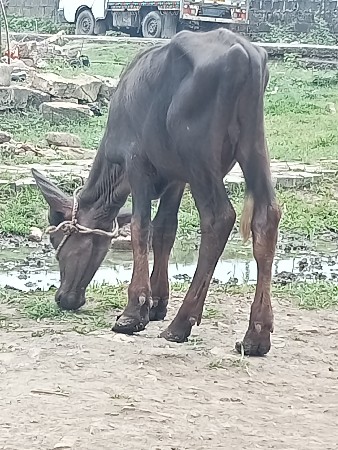 કુતિયાણા પોરબંદર દોઢ વરસ નો પાડો છ
