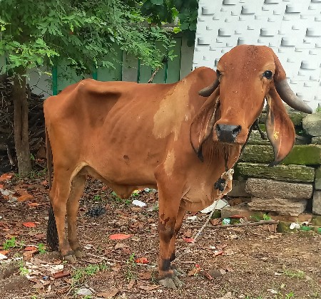 3 ગીર હોડકા વેચવાના છે