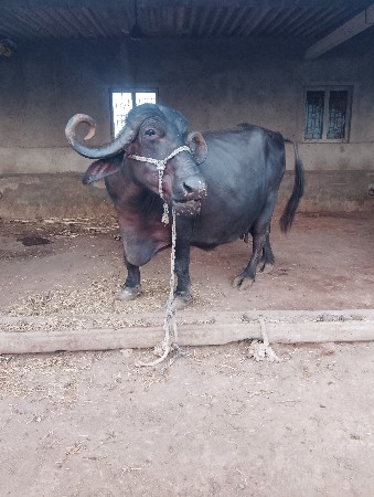 ભેંસ વેચવાની છે