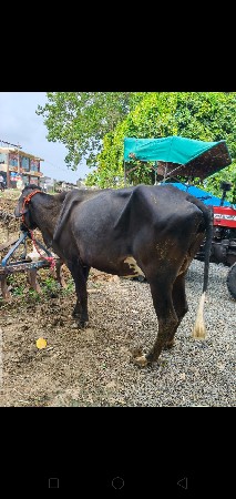 જર્સી