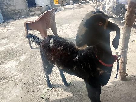 જાગ દેવડીયા 2000 રૂપિયા