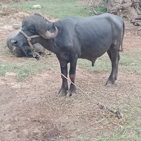 પાડો વેચવાનો છે