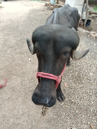 2 varas ni khadeli gafri se