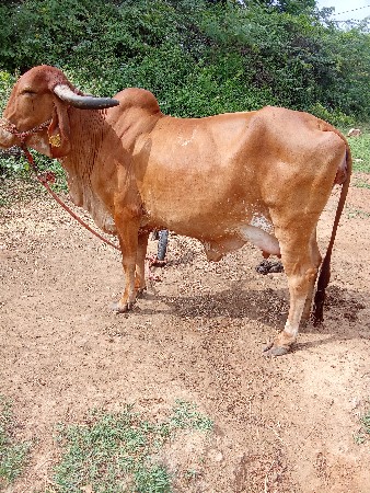ગાય વેચવાની છે