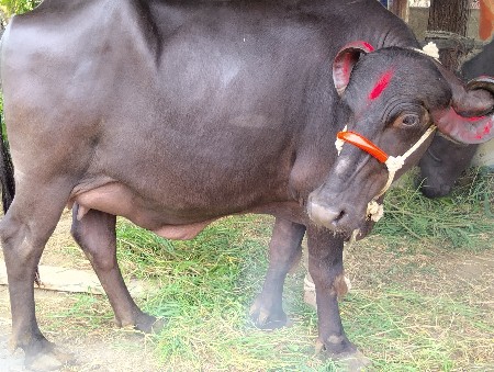 આ ખરેલી વેચવાની છે