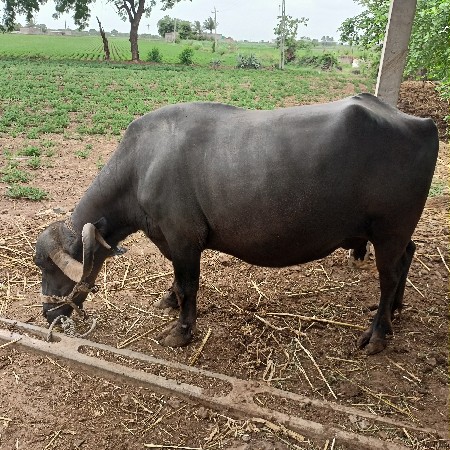 ભેંસ વેચવાની છે