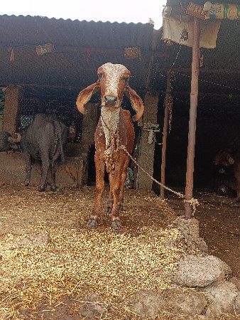 ગીર વાછરડો વેચવાનો