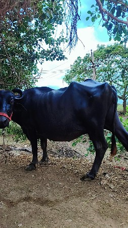 વેચવાની છે