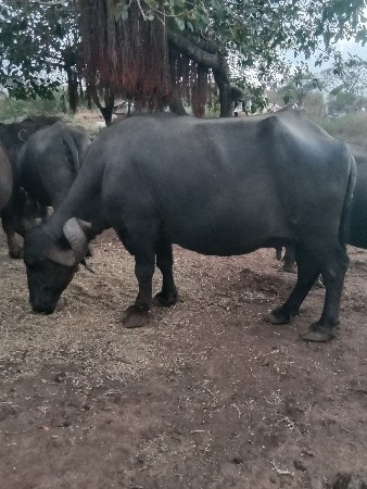 ભેંસ વેચવાની સે