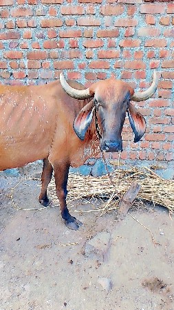 ગાય