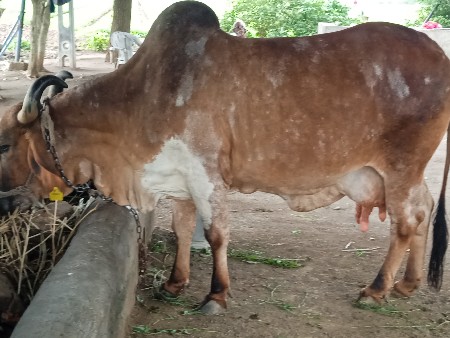 ગાય વેચવાની સે