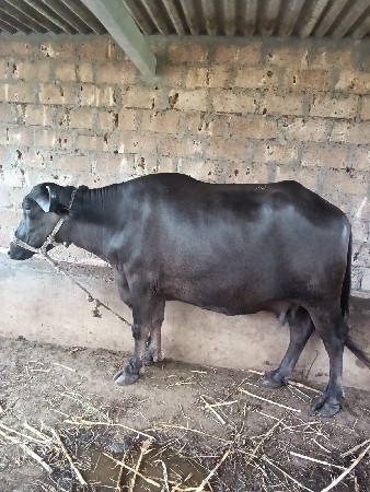 ભેંશ વેચવાની સે