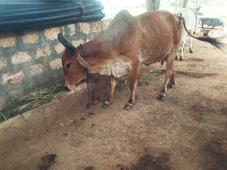 ગા દેવાની છે ફી  મા