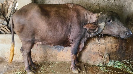 ભેંસ વેચવાની છે
